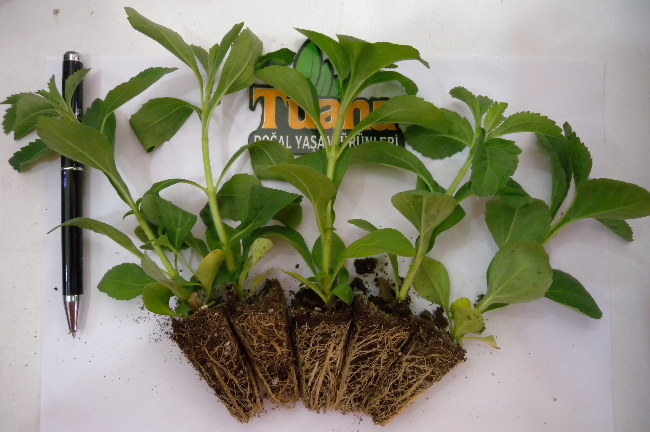 Stevia fide 1 tL şeker otu fide 1 tl 