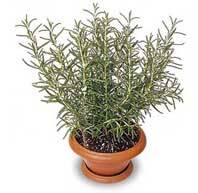 BİBERİYE ( ROSEMARY)