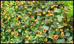 Jamboo Tohumu 10 Adet