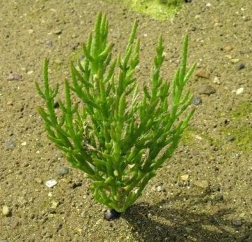 Deniz Börülcesi Tohumu 25 Adet