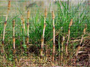 AT KUYRUĞU (KIRK KİLİT)