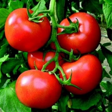 Falcon Domates Tohumu