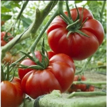 Marmande Domates Tohumu