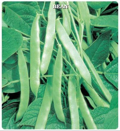 sırık fasulye satış 