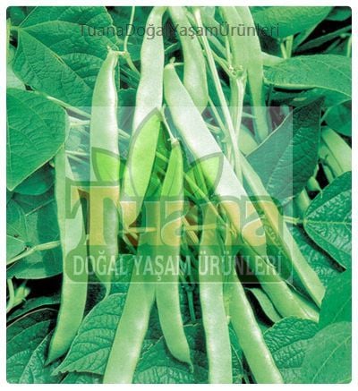 Fasulye Tohumu Sırık (Meşale)-50adet