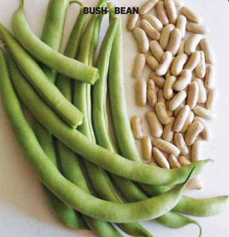 Atlantis Fasulye Tohumu