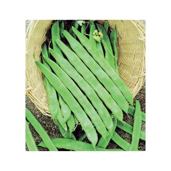 Boncuk Ayşe Fasulye Tohumu