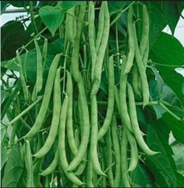 Sırık Ferasetsiz Fasulye tohumu 