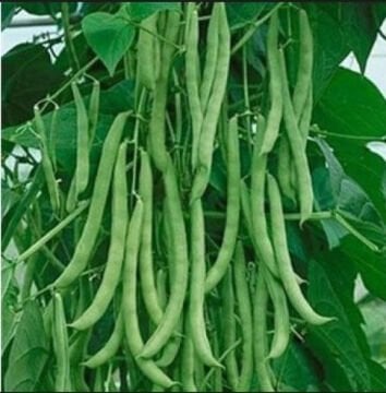 Sırık Ferasetsiz Fasulye tohumu 