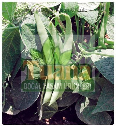 Sarıkız-Kevser Fasulye Tohumu 50 Adet