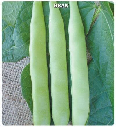 Simbo Oturak Fasulye Tohumu fiyat satış