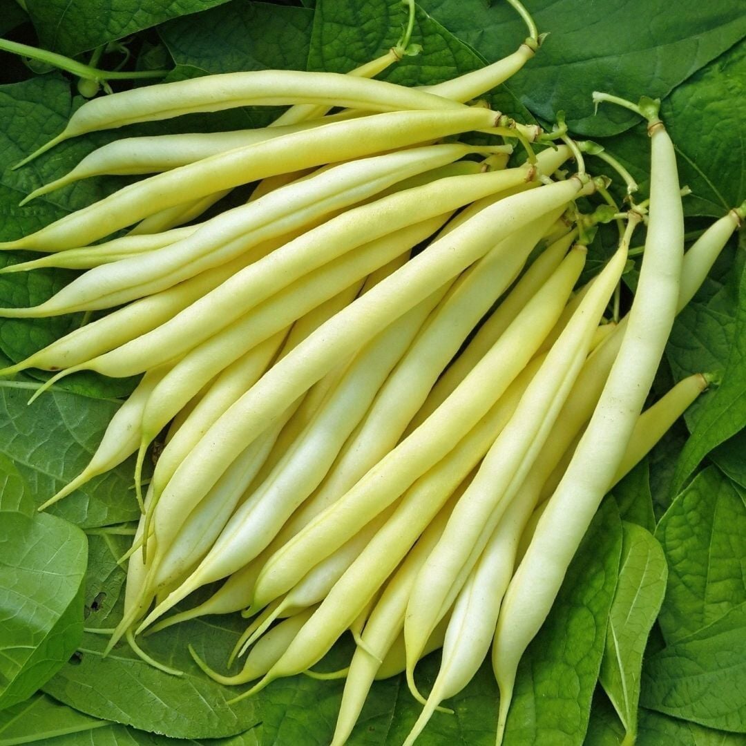 Çağlayan sırık Turşuluk Fasulye Tohumu