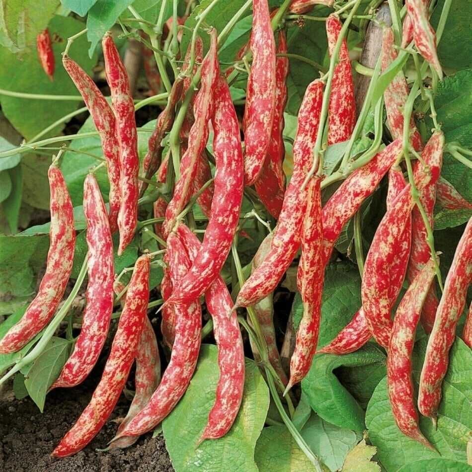 Sırık Barbunya Tohumu