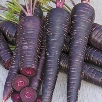 Mor (Siyah) Havuç Tohumu - 50 adet