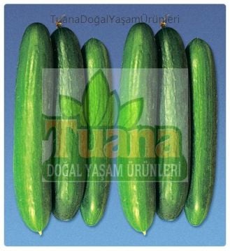 Beith Alpha Hıyar (Salatalık) Tohumu - 50 adet