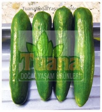 Çengelköy (Salatalık) Tohumu - 100 adet