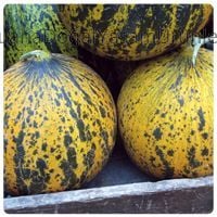 Kırkağaç Kavun Tohumu 637 - 100 Adet