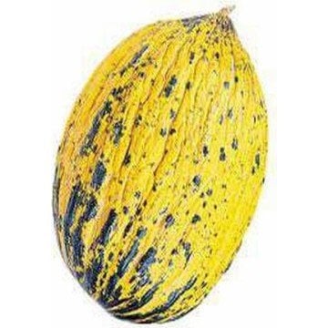 Kırkağaç Kavun Tohumu 589- 100 adet