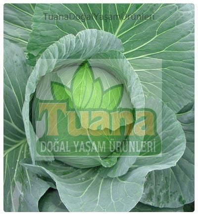 Beyaz Lahana Tohumu-200 adet