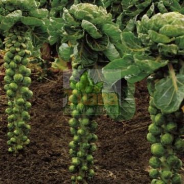 Brüksel Lahanası Tohumu-100 Adet
