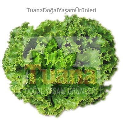Arapsaçı Marul Tohumu