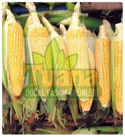 Mısır Tohumu Haşlamalık 50 adet