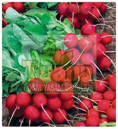 Fındık Turp Tohumu -100 adet