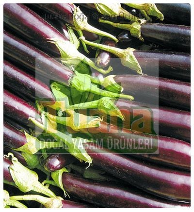 Halep Karası Patlıcan Tohumu - 150 adet