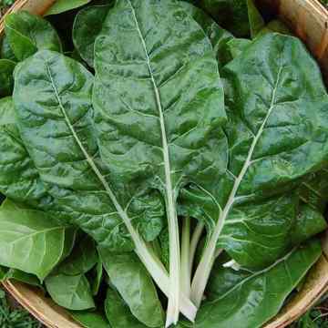 Pazı Tohumu 25 adet