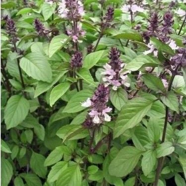 Tarçın Kokulu Fesleğen Tohumu 25 Adet