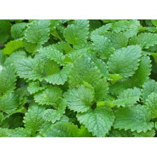 Melisa Tohumu 25 Adet