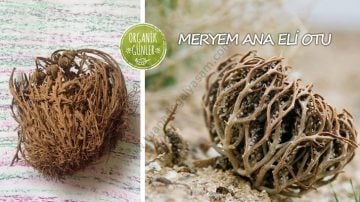 Meryem Ana Eli Bitkisi