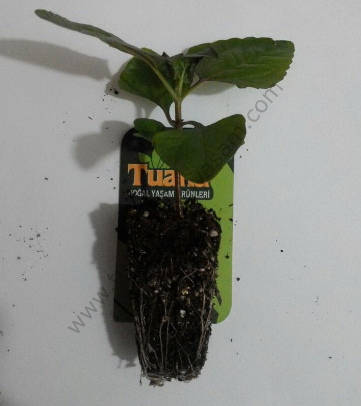 JAMBOO BİTKİSİ FİDESİ