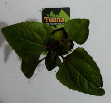 JAMBOO BİTKİSİ FİDESİ