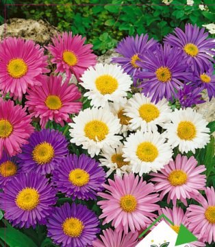 Aster Çiçeği Tohumu 25 Adet