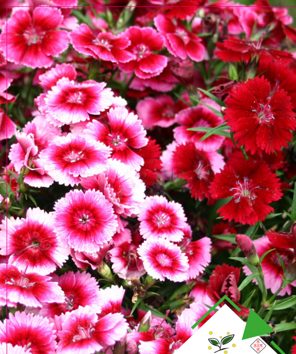 Çin Karanfili Tohumu 50 Adet