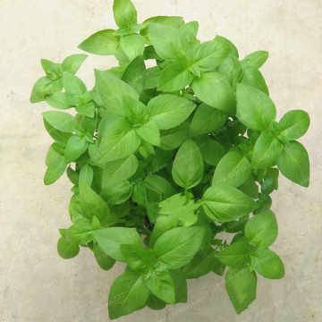 Fesleğen tohum 50 Adet