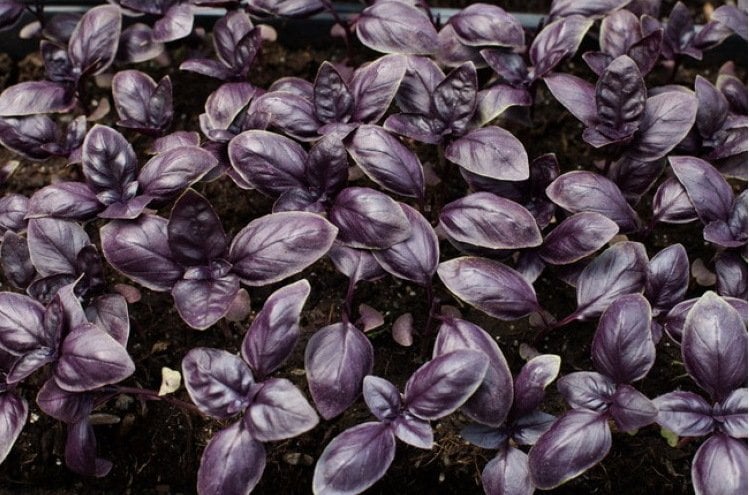 Mor Fesleğen (Mor Reyhan) Tohumu 50 Adet