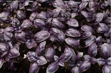 Mor Fesleğen (Mor Reyhan) Tohumu 50 Adet