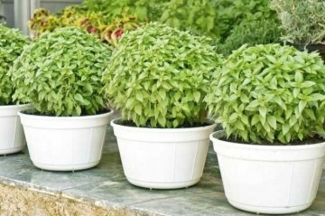 Top Fesleğen Tohumu 25 Adet