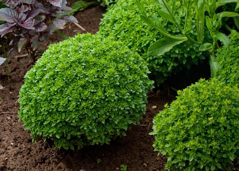 Top Fesleğen Tohumu 25 Adet