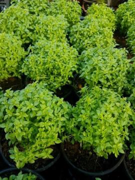 Top Fesleğen Tohumu 25 Adet