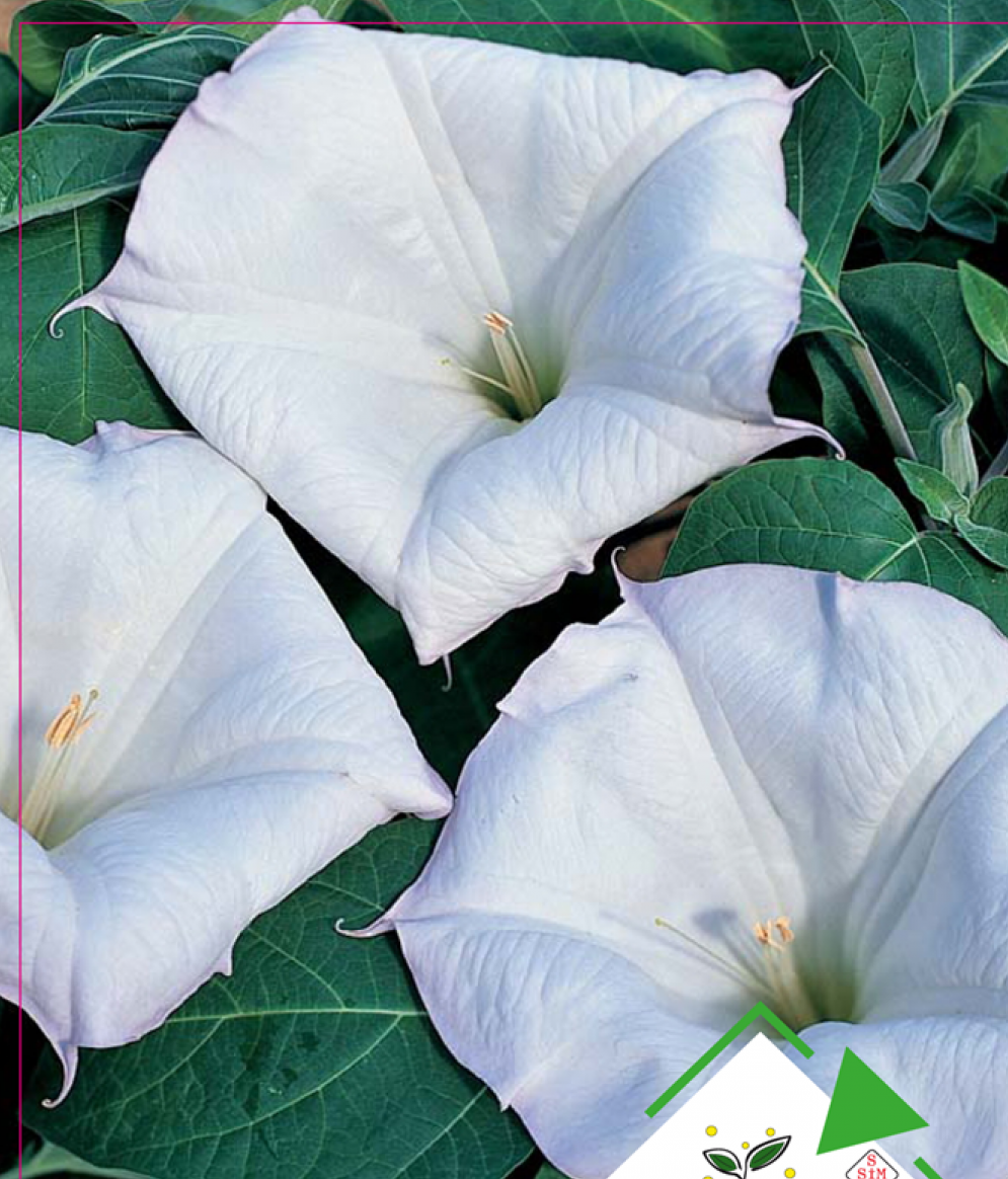 Gece Güzeli Çiçeği Tohumu ( Şeytan Elması Tohumu)