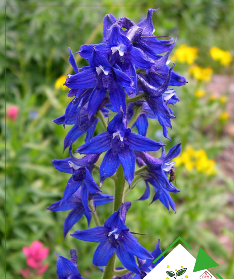 Hazeran Çiçeği Tohumu 30 adet