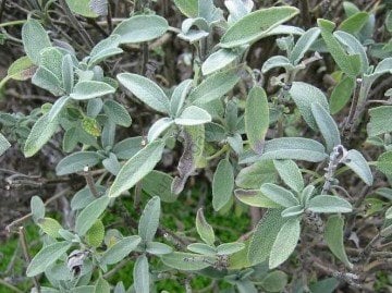 Adaçayı Tohumu 25 Adet