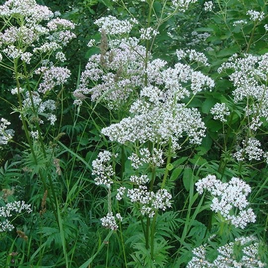 Kedi Otu Tohumu 10 Adet