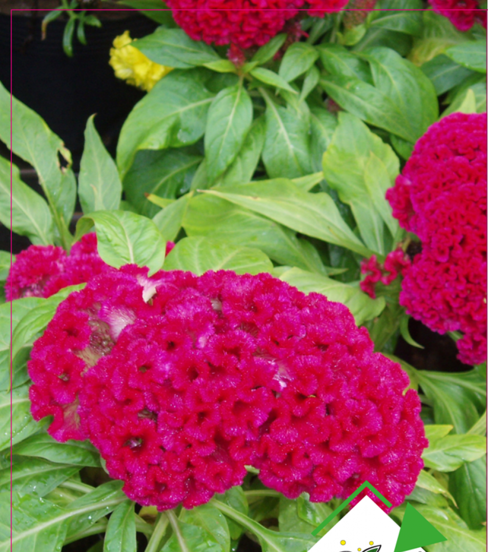 Horozibiği Çiçeği Tohumu