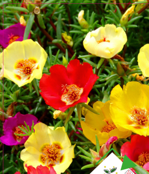 İpek Çiçeği Tohumu (Şellaki) 50 Adet