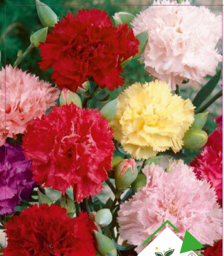 Karanfil Çiçeği Tohumu 25 Adet