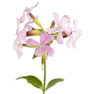 Sabun Otu Tohumu (Saponaria officinalis)